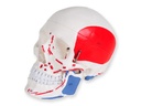 CRANIO MODEL 'VALUE' LINE - 1X numbered