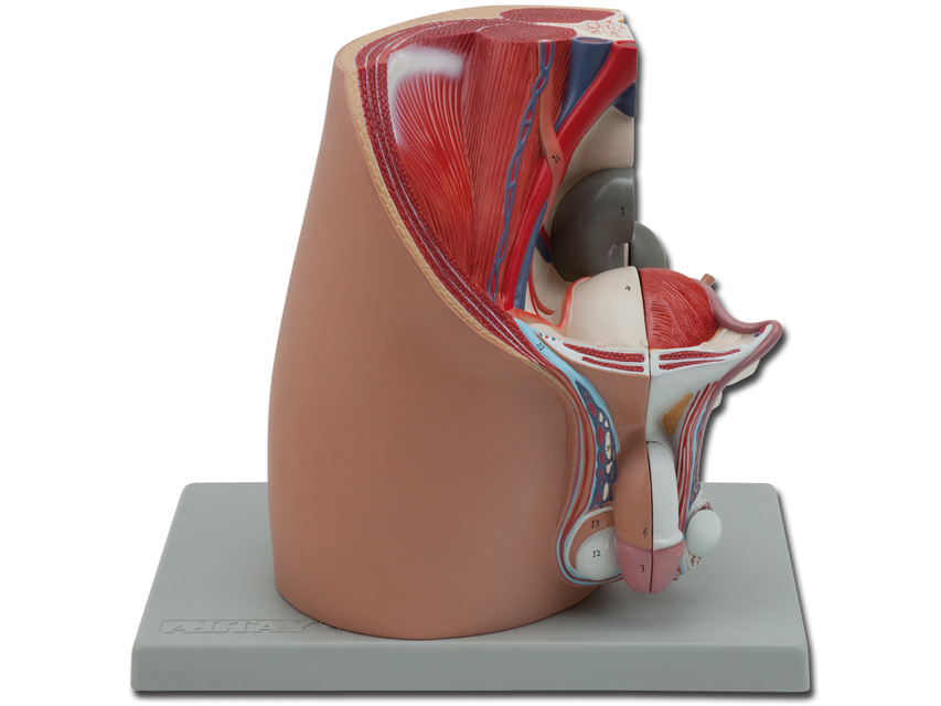 MOD. MALE GENITAL SYSTEM - 4 parts
