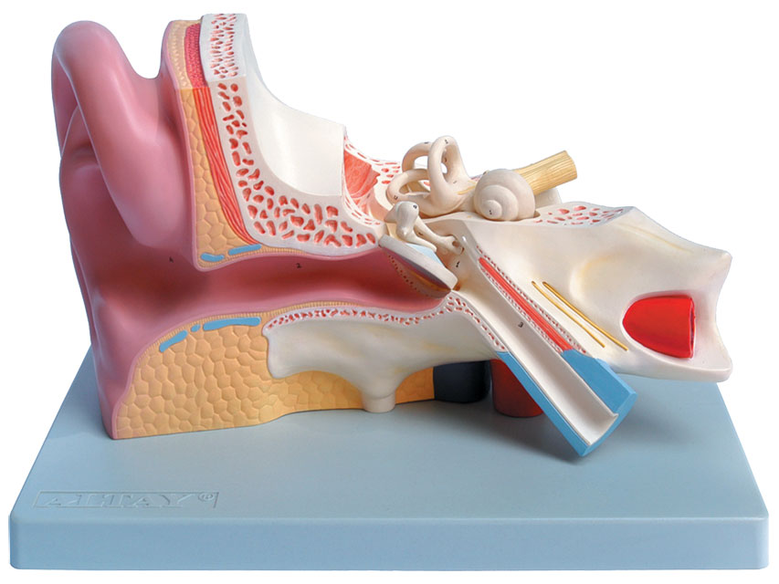 EAR MODEL - 5 parts - 3X