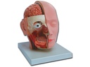 MODEL HEAD - 4 parts - 1X