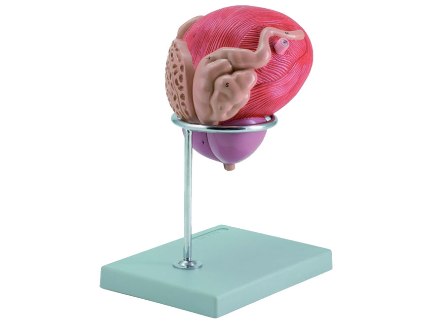FISH + PROSTATE MODEL - 2 parts - 3X