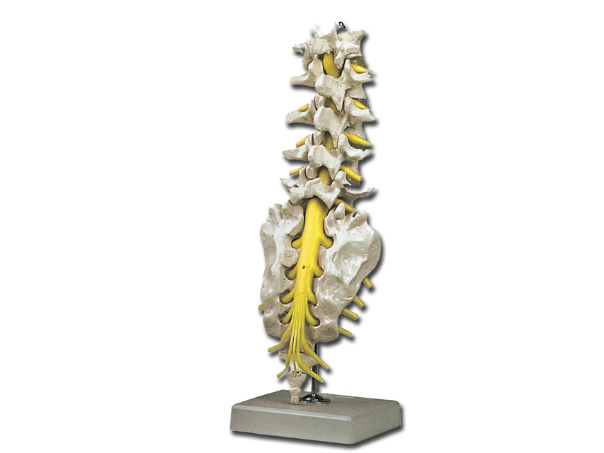 LUMBAR COLUMN MODEL