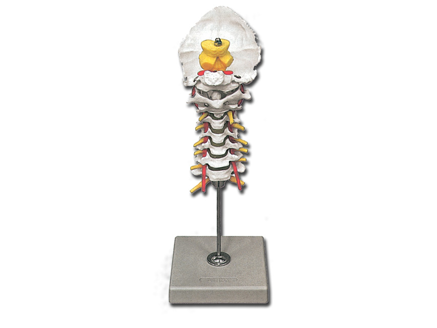 CERVICAL COLUMN MODEL