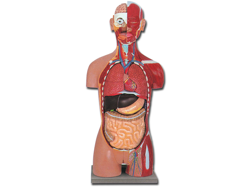 DUAL SEX MUSCULAR TORSO OPEN BACK - 28 parts