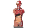 DUAL SEX MUSCULAR TORSO OPEN BACK - 28 parts