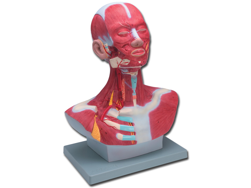 MOD. HEAD-NECK MUSCULATURE - 1X