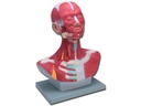 MOD. HEAD-NECK MUSCULATURE - 1X