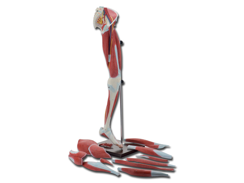 MOD. LEG MUSCLES