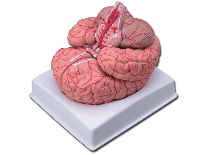 BRAIN MODEL WITH ARTERIES - 9 parts