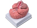 BRAIN MODEL WITH ARTERIES - 9 parts