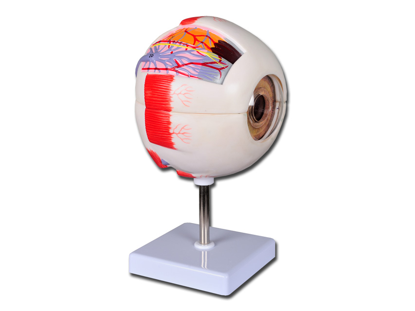 VALUE" LINE EYE MODEL - 6 parts