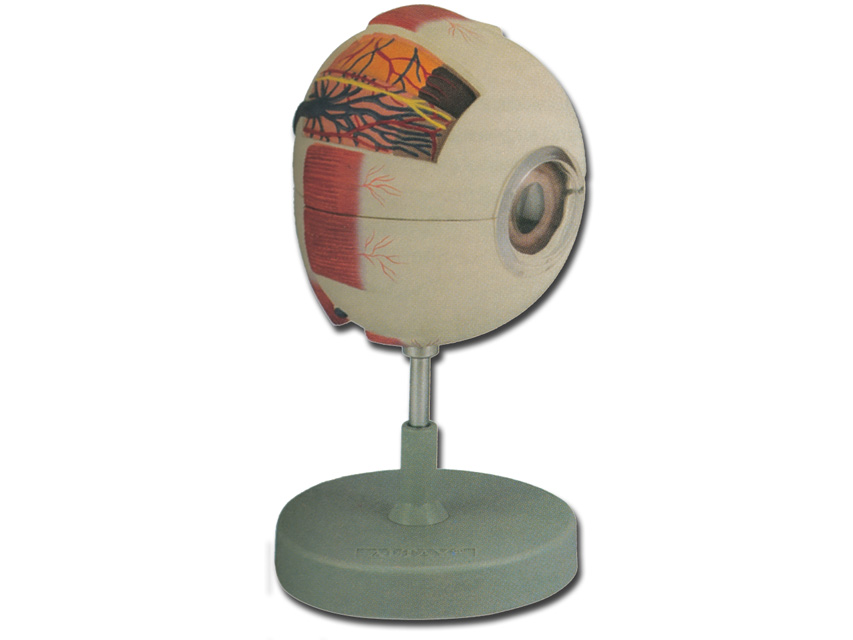 EYE MODEL - 6 parts