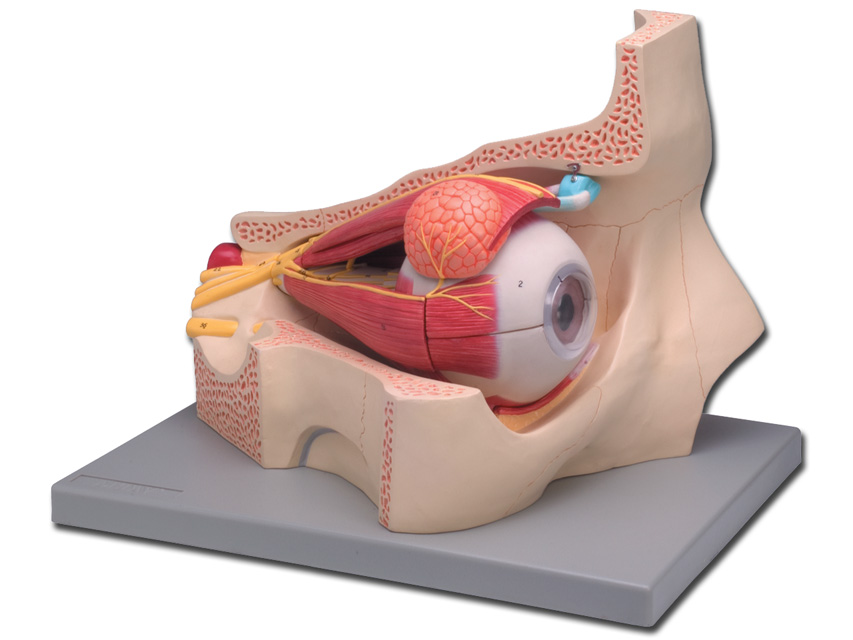 EYE MODEL - 11 parts - 5X