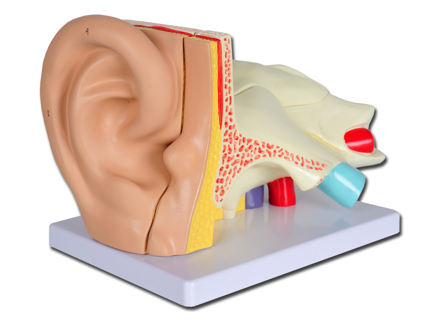 LINAE EAR MODEL 'VALUE' - 5 parts - 3X