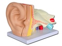 LINAE EAR MODEL 'VALUE' - 5 parts - 3X