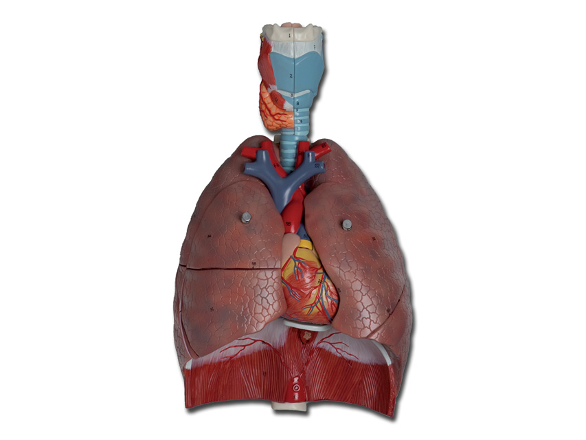RESPIRATORY SYSTEM MODEL - 7 parts