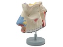 NASAL CAVITY MODEL - 3X