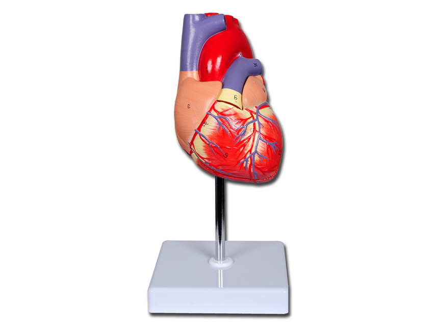 VALUE' LINE HEART MODEL - 2 parts - 1X
