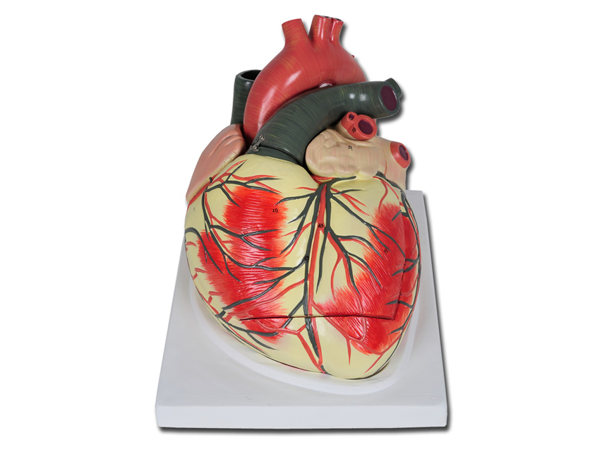 VALUE LINE HEART MODEL - 3 parts - 3X