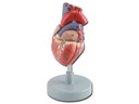 HEART MODEL - 2 parts - 1X