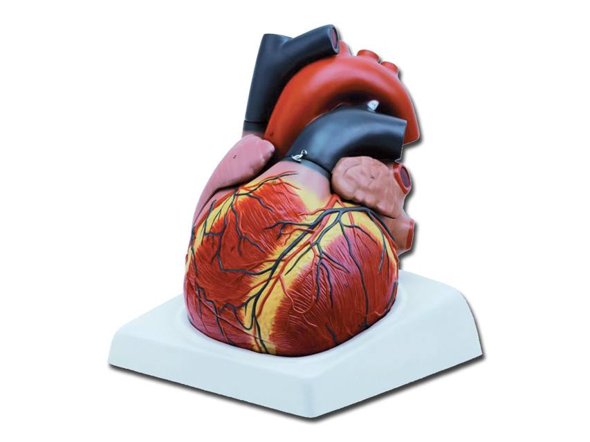 HEART MODEL - 4 parts - 3X