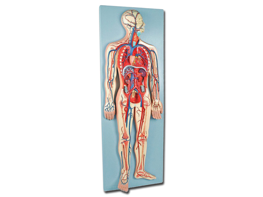 CARDIOVASCULAR SYSTEM MODEL