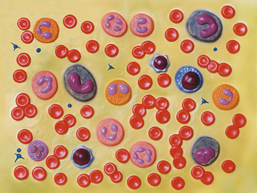 BLOOD CELL MODEL - 2,000X
