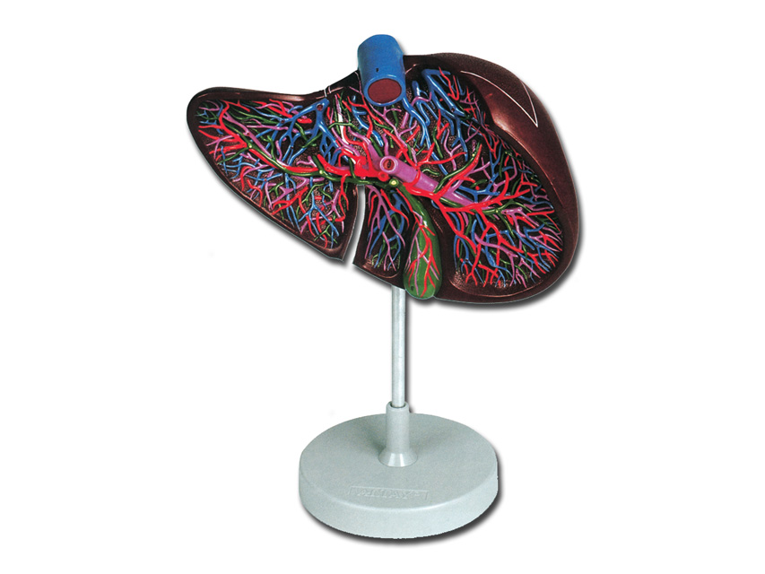 LIVER MODEL - 1.5X