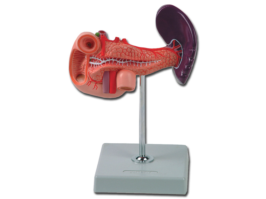 PANCREAS MODEL - 1X