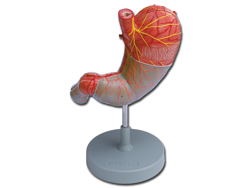 STOMAL MODEL - 2 parts - 1.5X