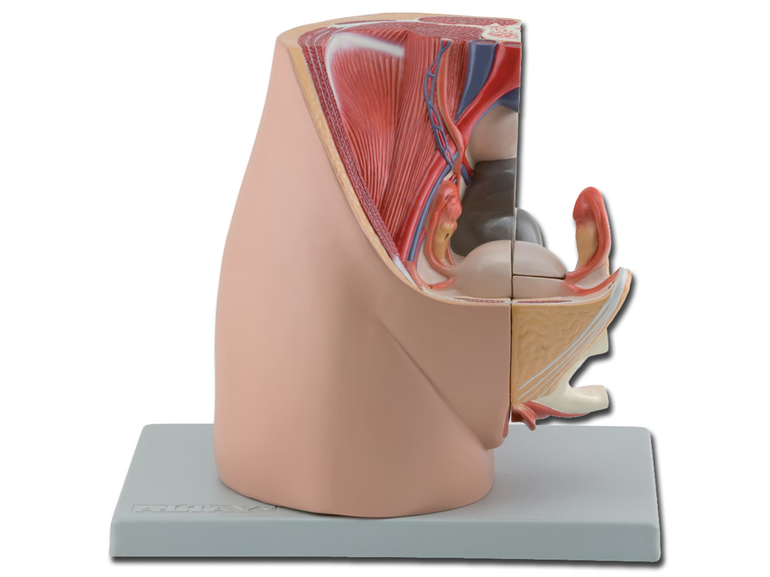 MOD. FEMALE GENITAL SYSTEM - 3 parts