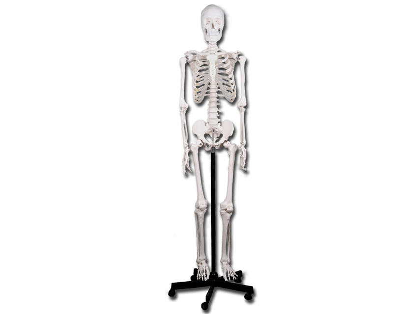 HUMAN SKELETON MODEL 'VALUE' LINE