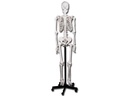 HUMAN SKELETON MODEL 'VALUE' LINE