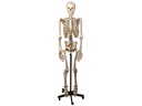 HUMAN SKELETON MODEL