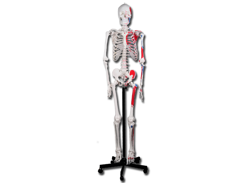 MUSCULAR SKELETON MODEL 'VALUE' LINE