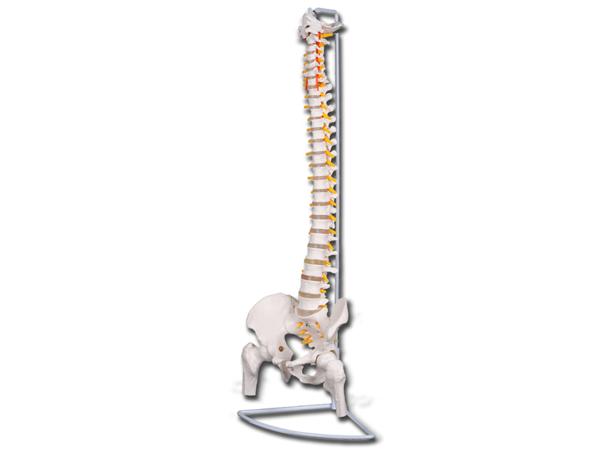 MOD. SPINE WITH FEMURS 'VALUE' LINE