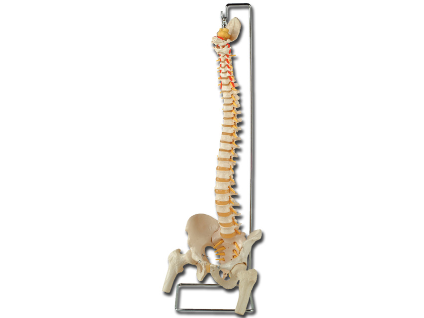 MOD. SPINE WITH FEMURS