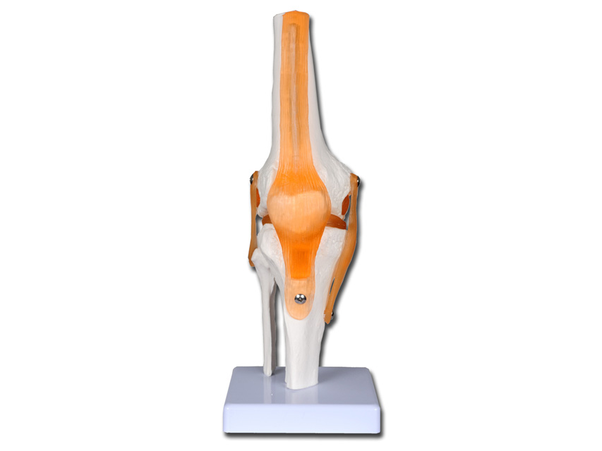 KNEE MODEL 'VALUE' LINE