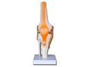 KNEE MODEL 'VALUE' LINE