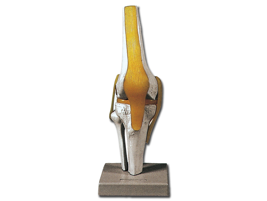 KNEE MODEL
