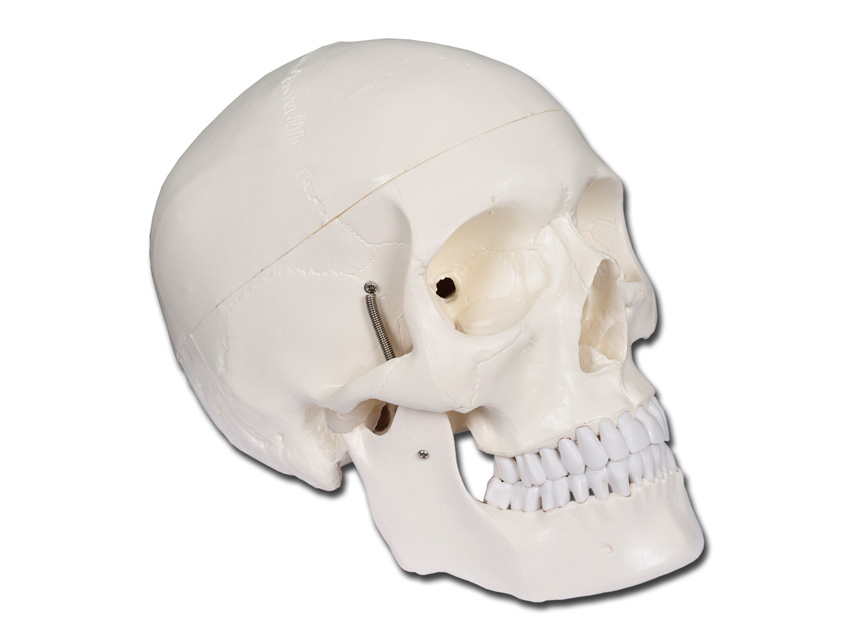 SKULL MODEL 'VALUE' LINE - 1X