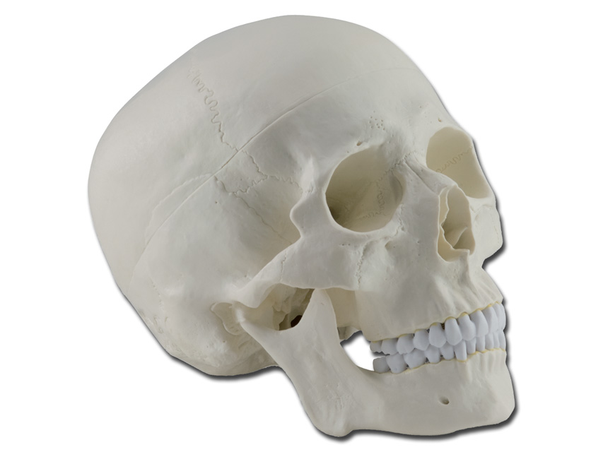 CRANIO MODEL - 3 parts - 1X