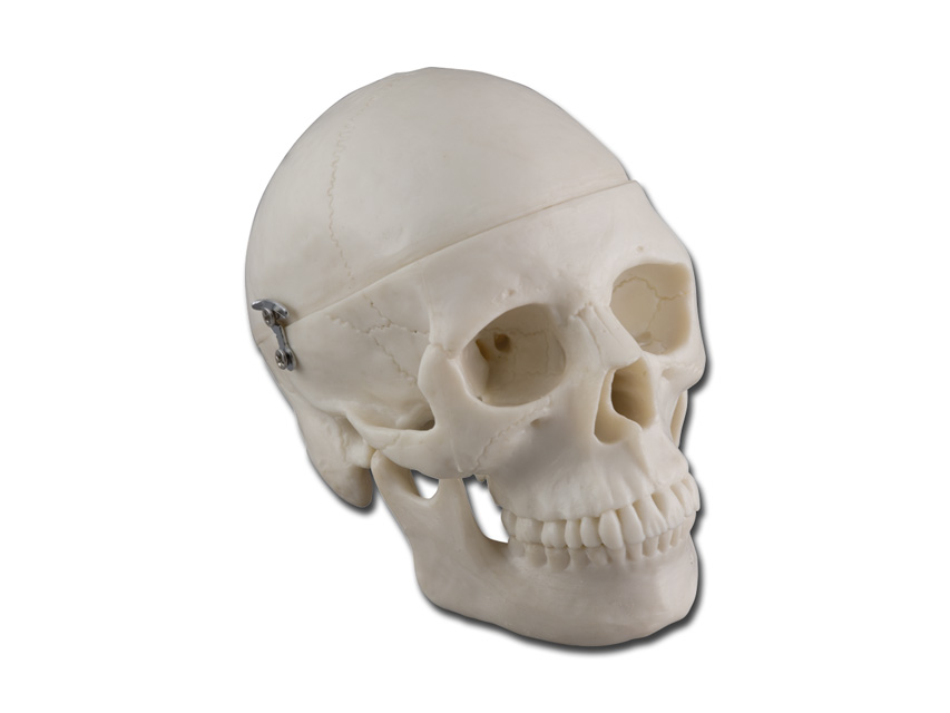 MINI SKULL MODEL - 0.5X