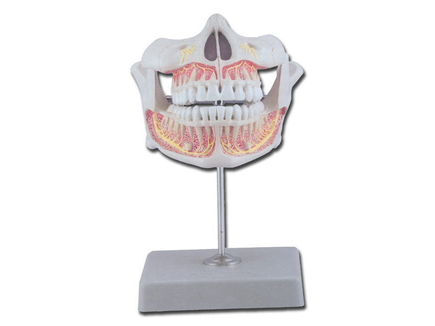 PERMANENT TEETH