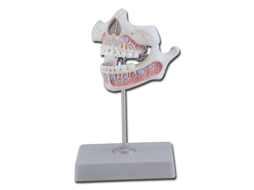YOUNG TEETH