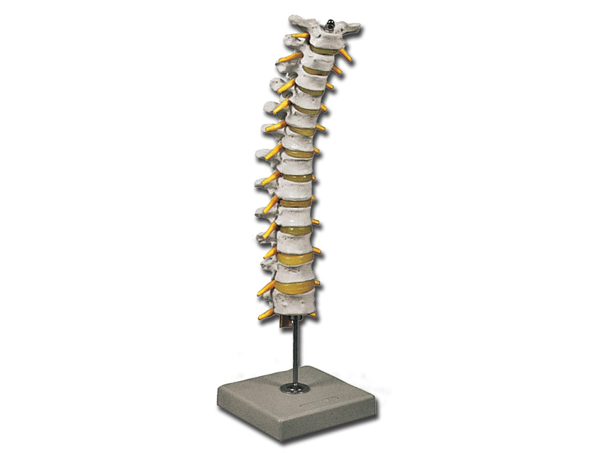 THORACIC COLUMN MODEL