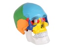 COLOURED CRANIO MODEL 'VALUE' LINE - 3 parts - 1X