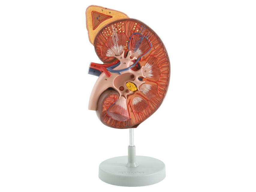 [40094] KIDNEY MODEL - 3X