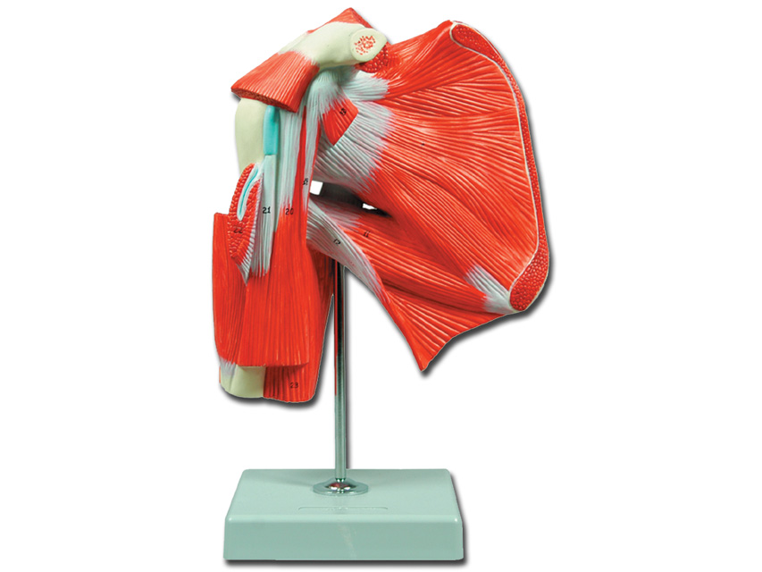 [40016] MOD. SHOULDER MUSCLES - 1X