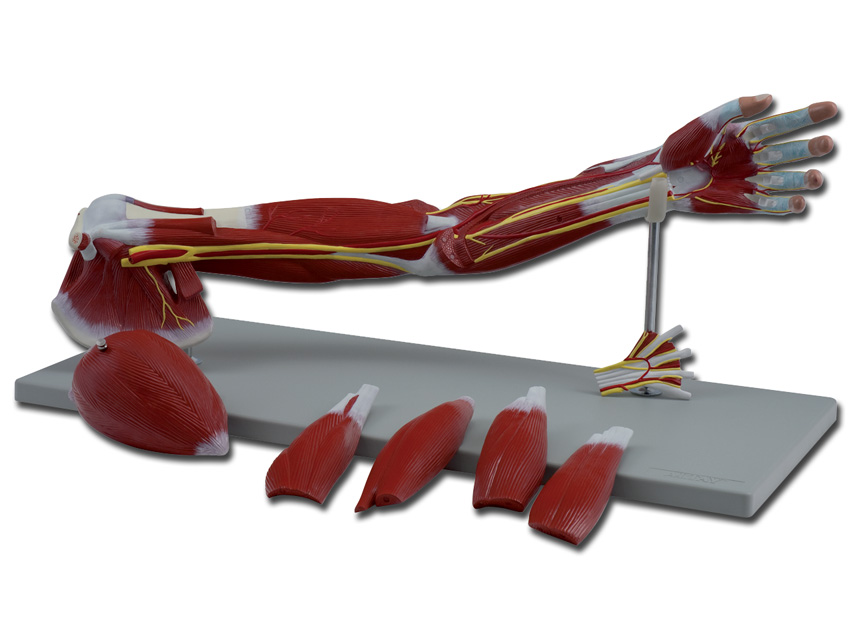 [40017] MOD. ARM MUSCLES